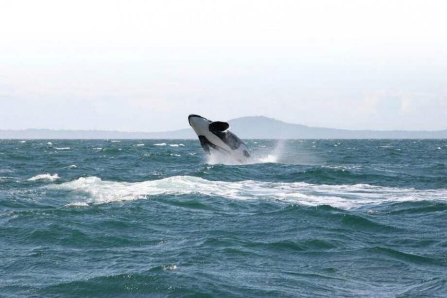 Foto: Instituto de Bienestar Animal (AWI)