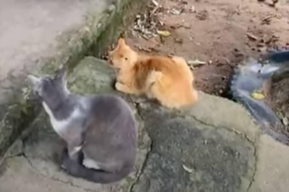 Estos son solo un par de gatos del albergue Peluditos Yopal.