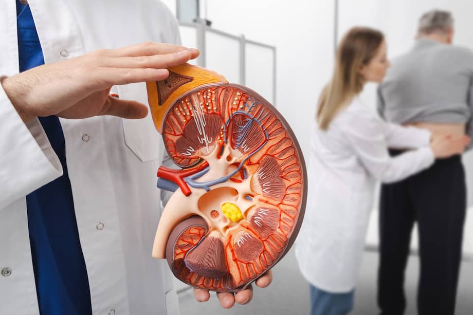 Modelo científico de un riñón por dentro.