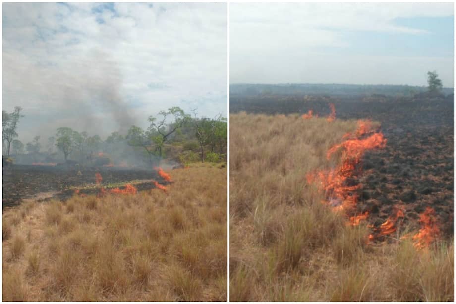 Aproximadamente 2.000 hectáreas de sabana del Parque se han visto afectadas. / Cortesía Parques Nacionales Naturales.