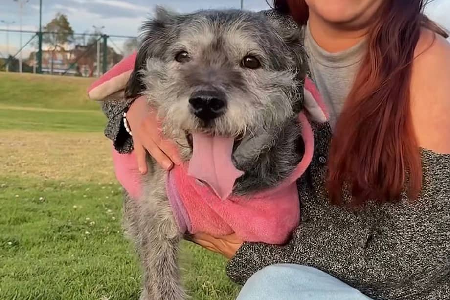 Colombia tiene entre dos y tres años, aunque sus canas puedan confundir. Es descrita como una perrita juguetona, cariñosa y muy sociable.