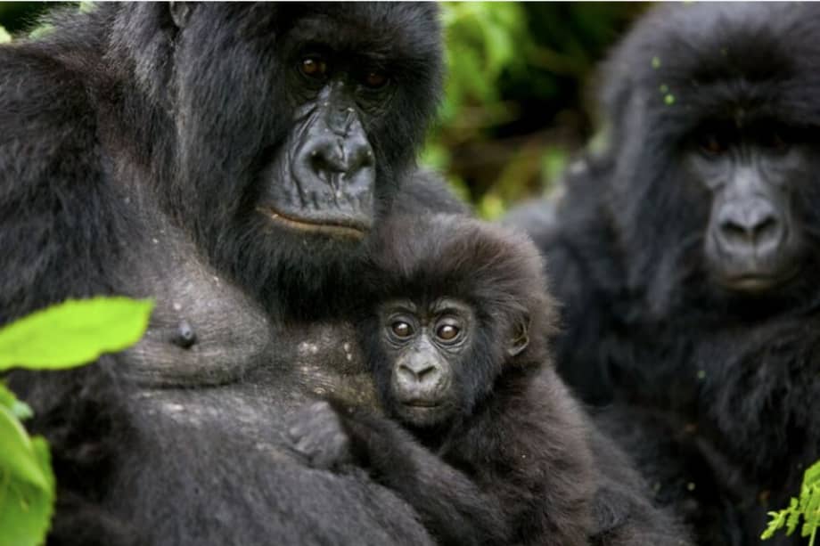 Los gorilas de la montaña (Gorilla beringei beringei) están clasificados en la categoría “En peligro crítico” . / Brent Stirton- Getty Images-Virunga
