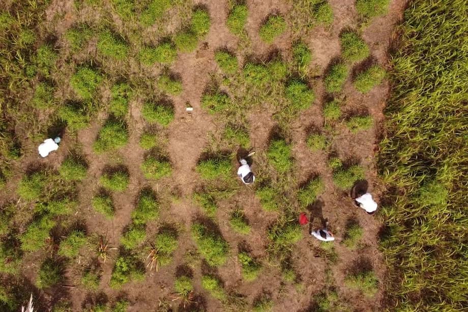 Jornada de siembra y mantenimiento de árboles liderada por las comunidades.