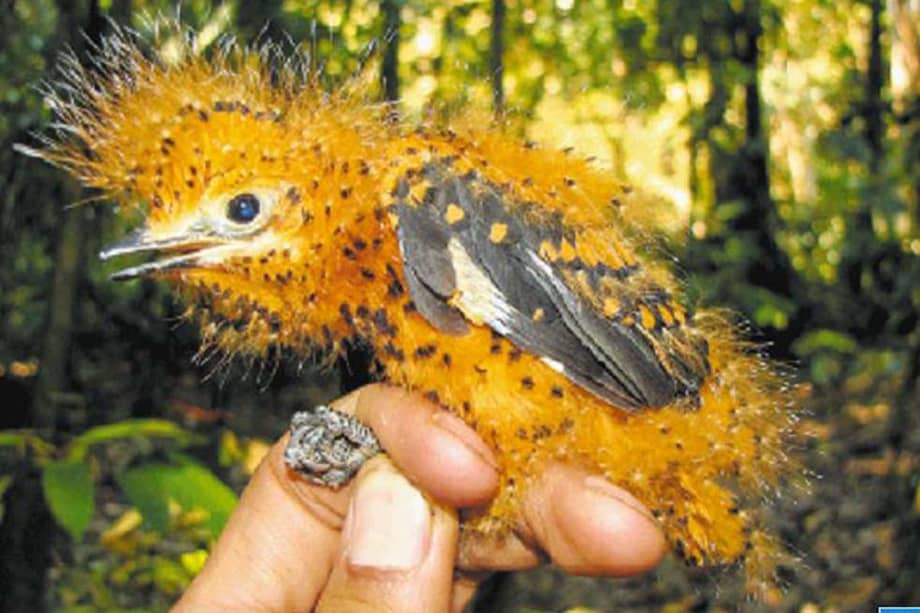 La plañidera cenicienta, cuyas crías imitan la forma y el comportamiento de una oruga muy tóxica de la familia Megalopygidae, mejor conocida como oruga peluche por su aspecto plumoso. / Fabio Posada