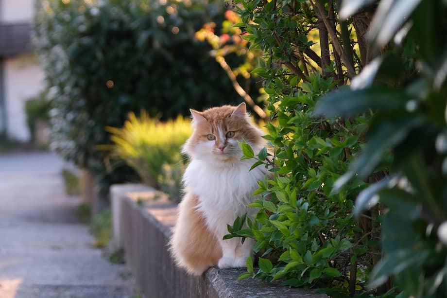 El turismo pet friendly se ha convertido en una de las principales tendencias del sector turístico.