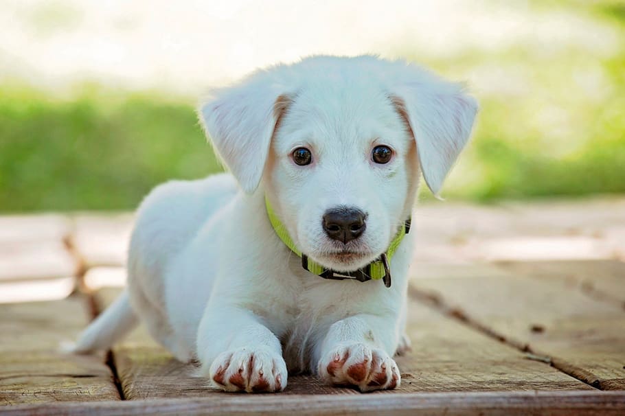 Si un nuevo integrante canino llegará a tu familia, aquí te dejamos algunas ideas de nombres que puedes ponerle.