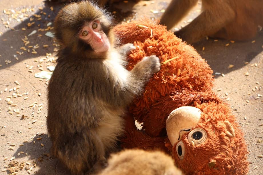 En el caso de Punch, su proceso ha sido seguido de cerca por visitantes y usuarios en redes, atentos a cada paso de su adaptación y crecimiento. /Zoológico de la Ciudad de Ichikawa