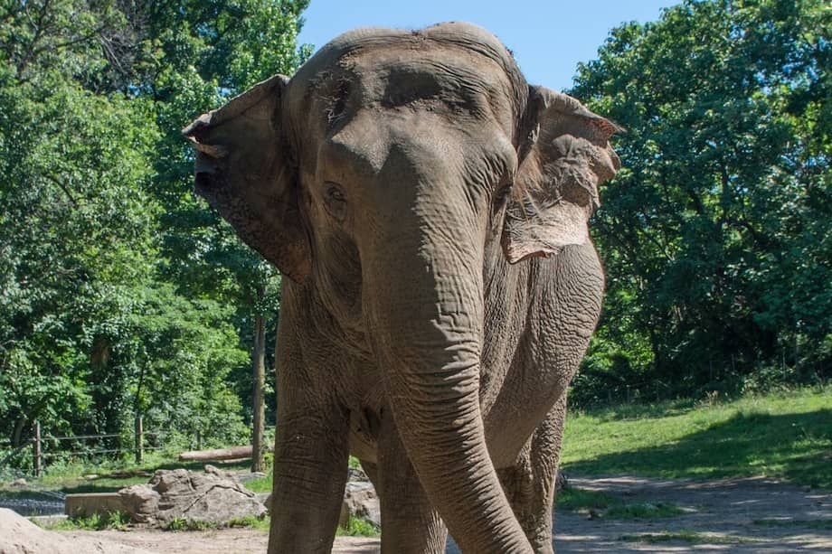 Se cree que Happy nació en estado salvaje en Tailandia alrededor de 1971. Cuando era una cría fue capturada junto con otros seis elefantes y llevada a Estados Unidos. /Bronx Zoo
