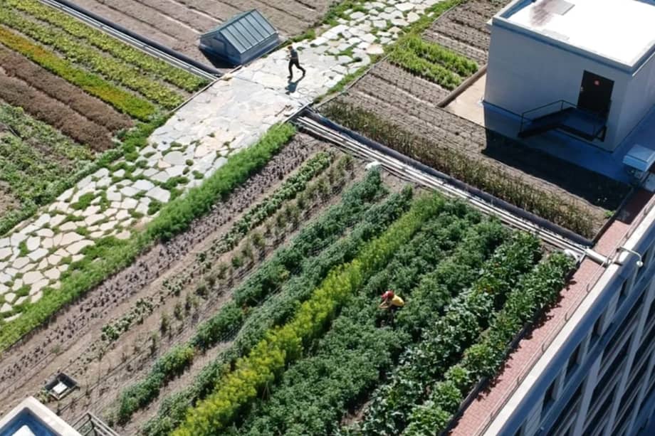 Brooklyn Grange es una granja urbana en azoteas que transforma Nueva York en un espacio para cultivar y convivir con la naturaleza.