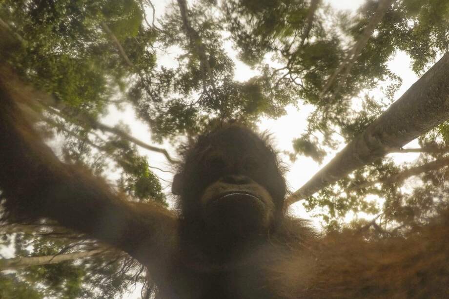Un orangután de tres años se tomó varias fotos con la GoPro del fotógrafo Ian Wood. / Ian Wood / A Good Place