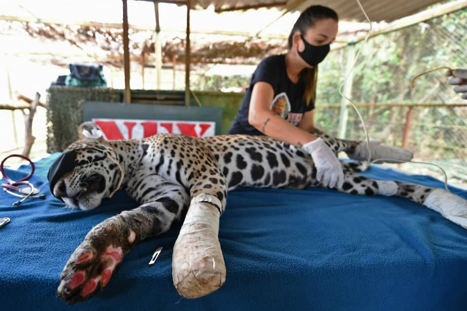 Amanaci es un jaguar hembra rescatado de los incendios que afetaron Pantanal, el mayor humedal del mundo, ubicado en Brasil.
