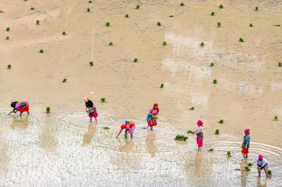 -FOTODELDÍA- Kathmandu (Nepal), 23/06/2023.- Agricultores plantan arroz en un arrozal durante el comienzo de la estación monzónica en el pueblo de Tinpiple, en las afueras de Katmandú, Nepal, 23 de junio de 2023. EFE/NARENDRA SHRESTHA