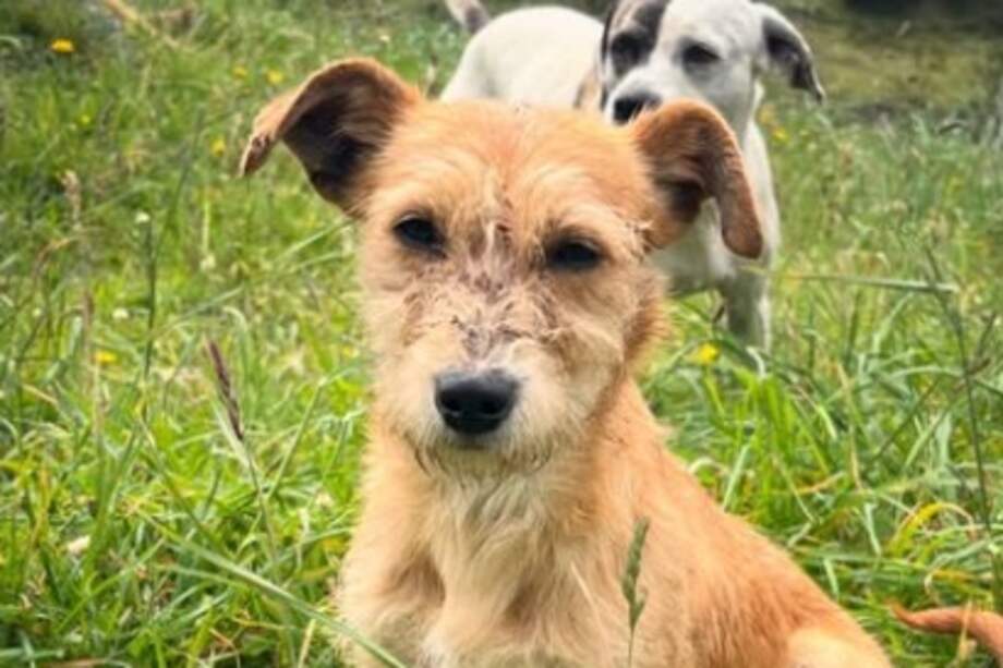 La feria busca ayudar a la Fundación Casa de Esperanza y Nora, ubicada en Usme, Bogotá, que actualmente alberga a más de 120 perros rescatados del abandono y el maltrato.