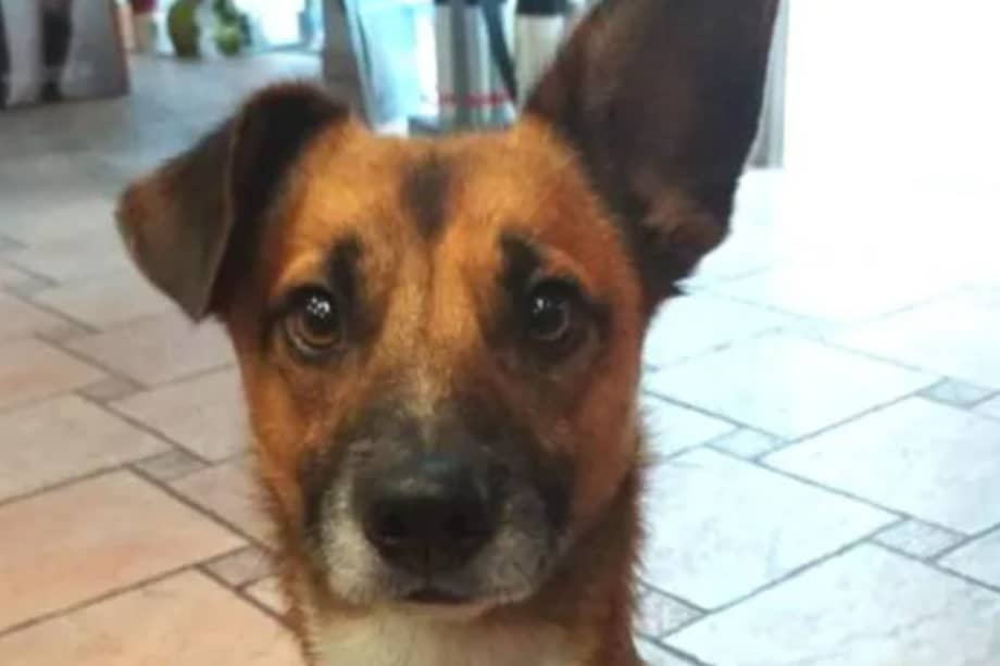 La pareja planea casarse en el Ayuntamiento de Vitoria-Gasteiz, entidad que les prohibió que su perro los acompañara en la ceremonia.