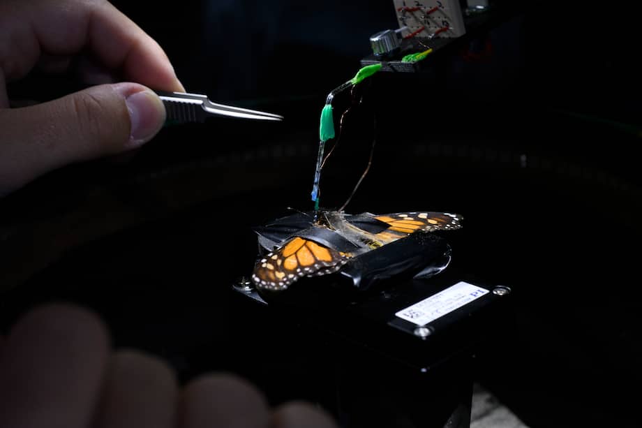Robin Grob pone un electrodo dentro del cerebro de una mariposa.