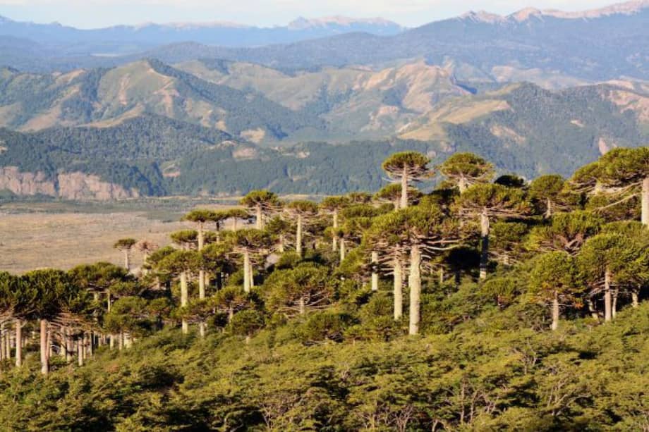 Bosque de Araucaria araucana en el norte de Patagonia, Argentina, utilizado en el estudio. Algunos árboles de esta especie pueden vivir 1,000 años.