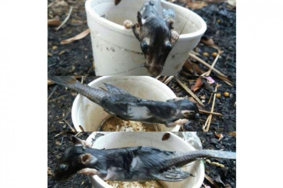 Desconcierto en Ibagué por hallazgo de extraño animal