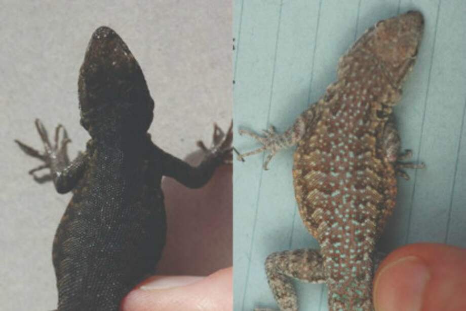 Una lagartija macho del crater de Pisgah fotografiado cinco días después de ser recogido (izquierda), y el mismo individuo después de permanecer cuatro meses en un laboratorio en arena. / SINC - Corl et al., Current Biology, 2018