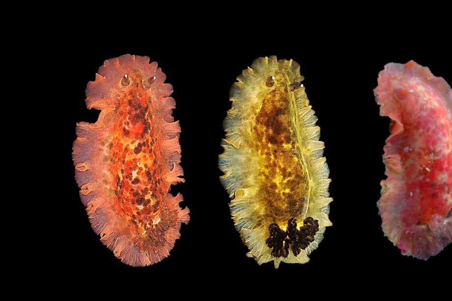as diferencias de Dendrodoris temarana respecto a otros moluscos como Dendrodoris grandiflora son imperceptibles para el ojo humano