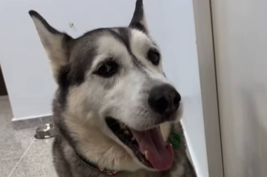 Desde la veterinaria indicaron que, tras el abandono, el perrito ha mostrado signos de tristeza.