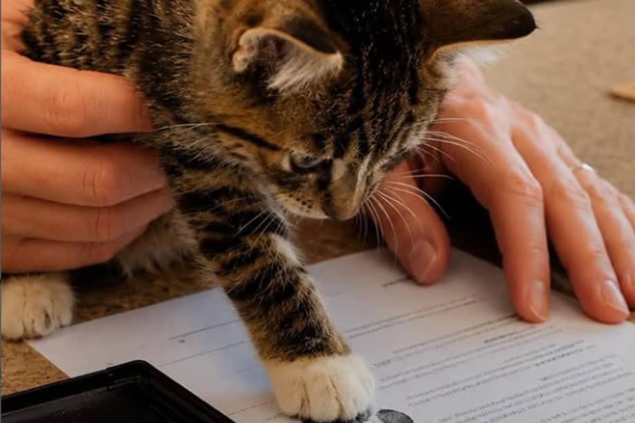 La inclusión de la firma felina en los trámites de adopción busca concientizar a la sociedad sobre el respeto y la responsabilidad hacia los animales de compañía.