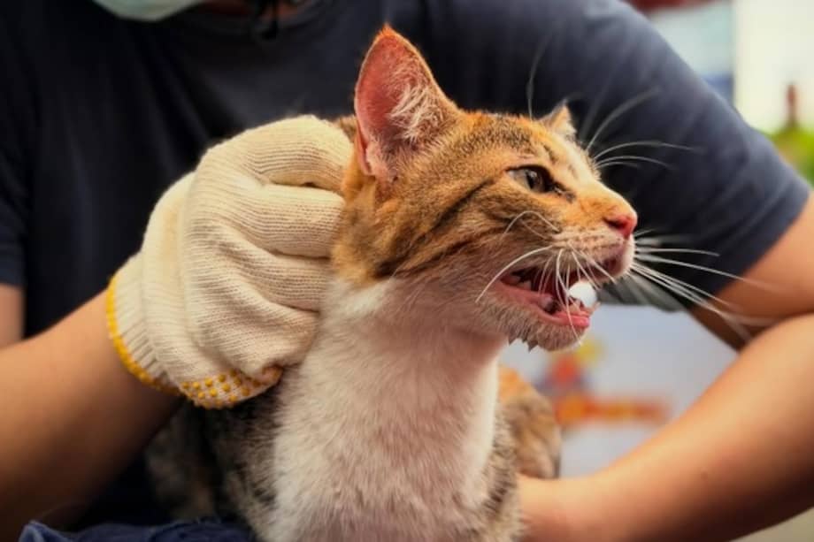Bomberos Voluntarios de Paraguay rescataron un felino atrapado en un ducto de desagüe tras una compleja intervención.