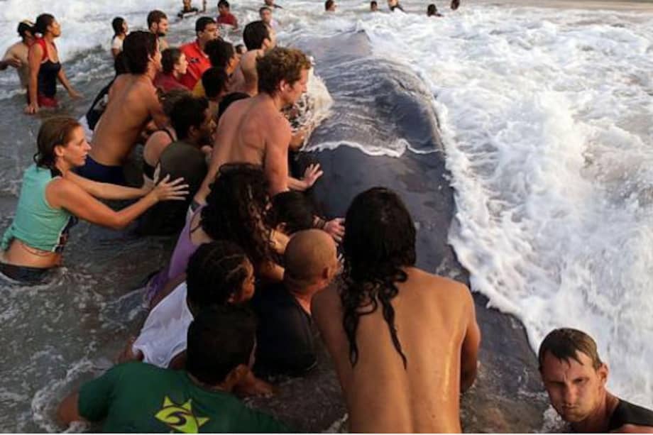 Muere ballena varada en litoral Pacífico de Nicaragua