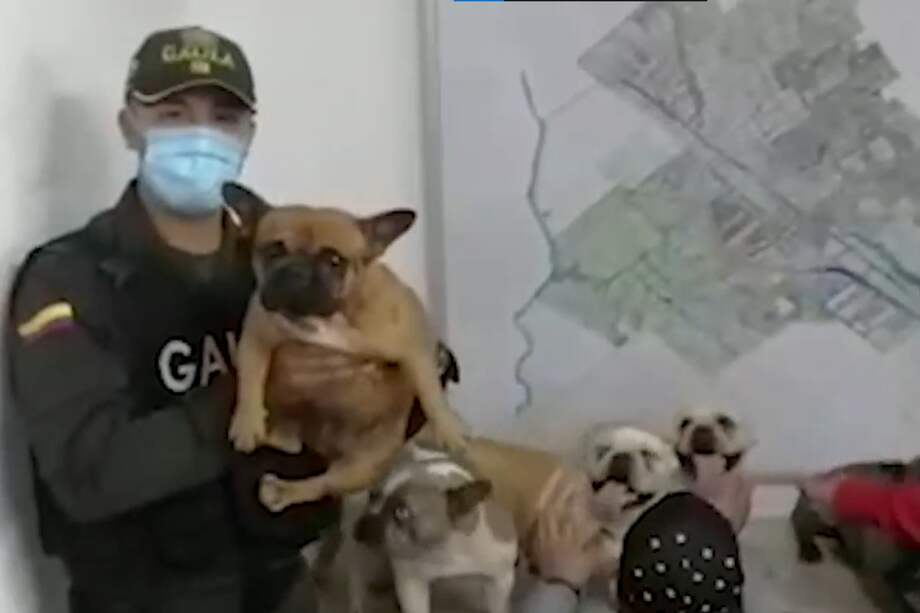 Seis bulldogs fueron recuperados en Cundinamarca.