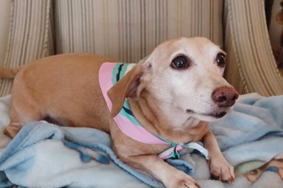 Bam Bam, un canino de 14 años, había sido robado el pasado 5 de junio.