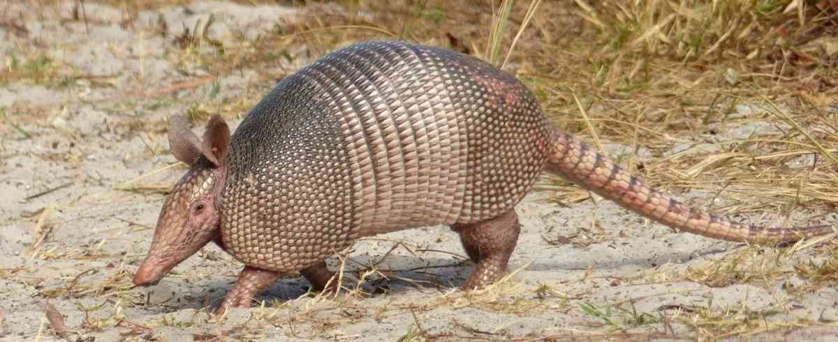 Armadillos en los sueños