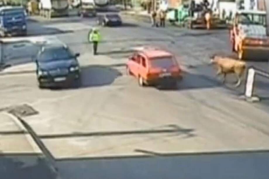 Toro embistió a un policía en plena calle