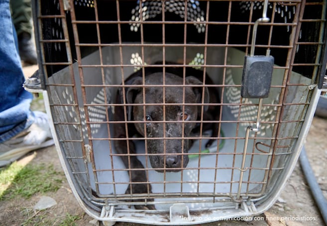 Tras baja condena a red de peleas caninas, piden eliminar beneficios a maltratadores
