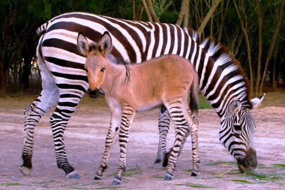 ‘Khumba’, el primer ‘cebrasno’