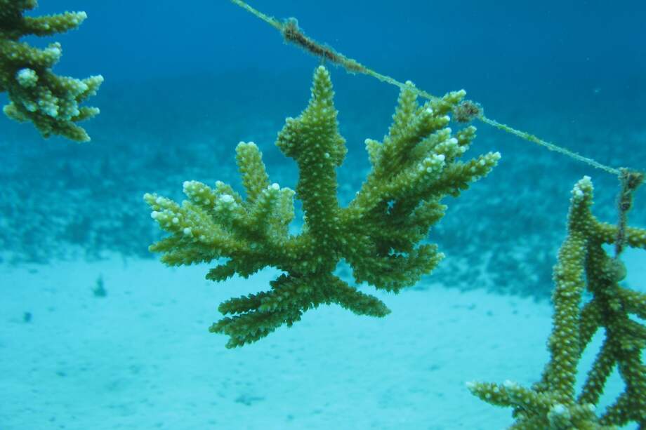 Un fragmento de coral, de la especie “acropora prolifera”, colgado de una de las guarderías de coral en la isla de Providencia. / Fotos: Archivo Parque Nacional Natural Old Providence McBean Lagoon