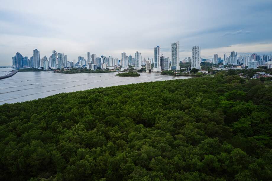Bahía de Panamá. Foto: Mike Fernández/ Audubon