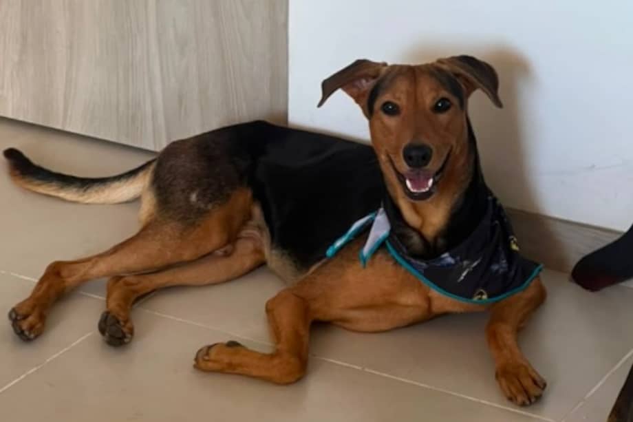 El caso de Guairo conmovió a miles de personas en redes sociales y visibilizó la labor de la Fundación PetFriends en el rescate de animales afectados por los terremotos en Venezuela.