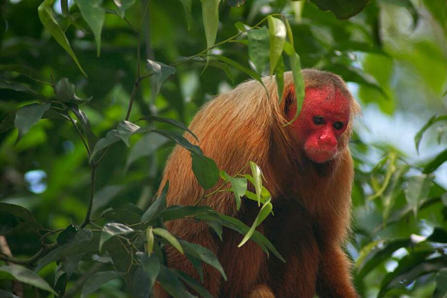 El uacarí calvo (Cacajao calvus) habita en las copas de los árboles de la Amazonia de Brasil y Perú. / Wikimedia Commons