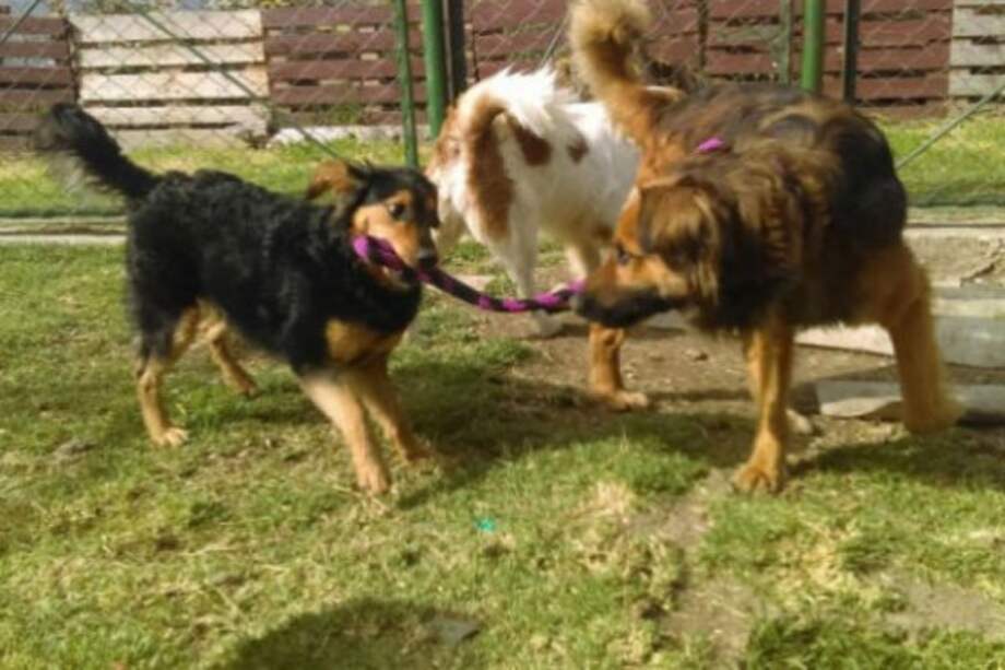 Manizales ya trabaja en aplicación de ley contra el maltrato animal