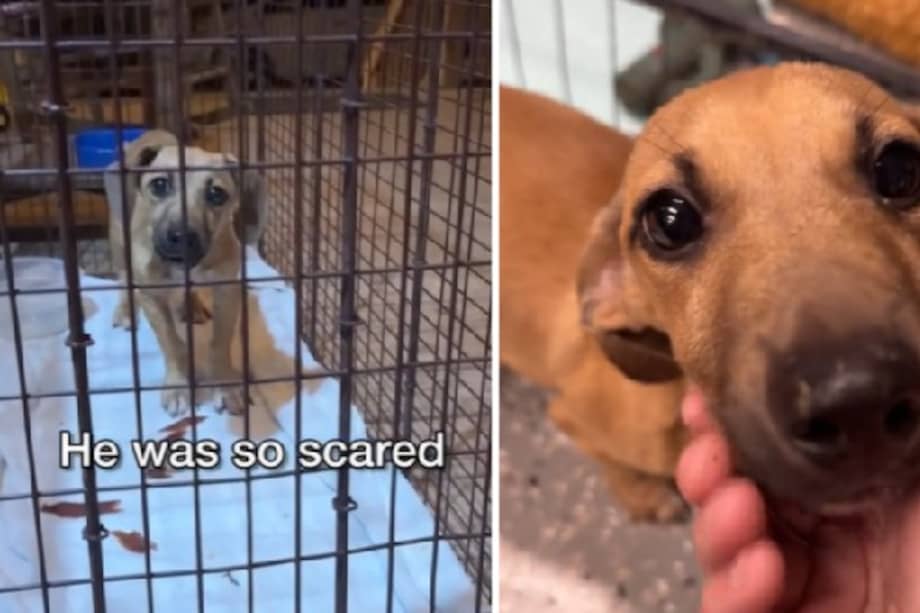 Aunque la familia consideró adoptarlo, finalmente decidió mantenerlo en acogida temporal hasta encontrarle un hogar definitivo.