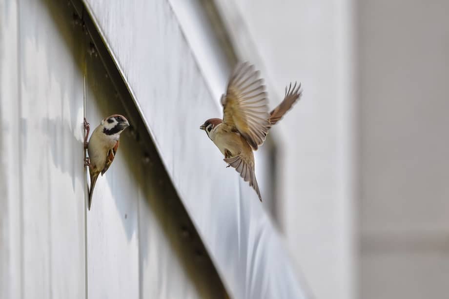 ¿Cómo evitar que los pájaros se golpeen con las ventanas del hogar?