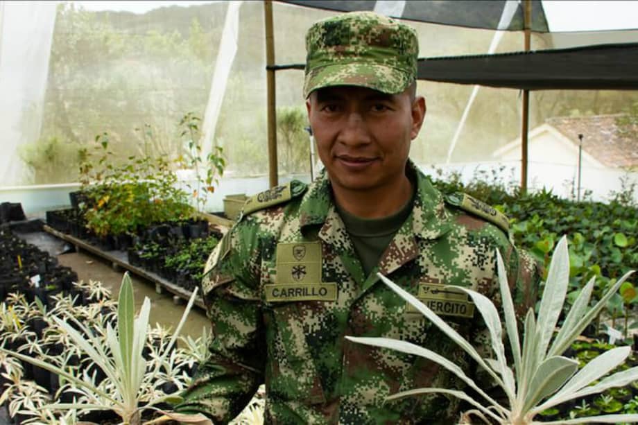 Los frailejones en el Páramo de Chingaza se encuentran en peligro debido a que esta fue una zona muy afectada por la violencia y por la minería. / Juan David Moreno - Agencia Anadolu