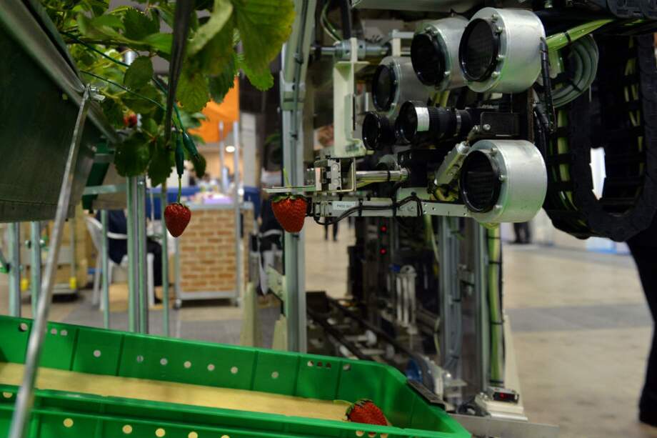 Presentan en Japón robot que recolecta únicamente fresas maduras