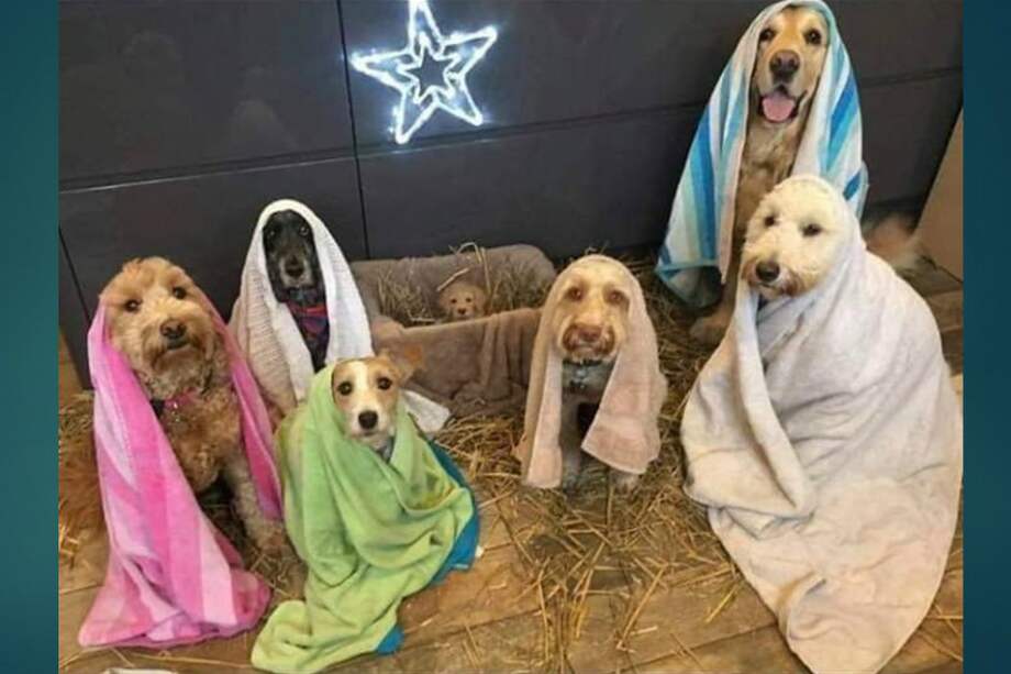 Conozca la historia del pesebre con las imágenes más divertidas en redes / Twiiter