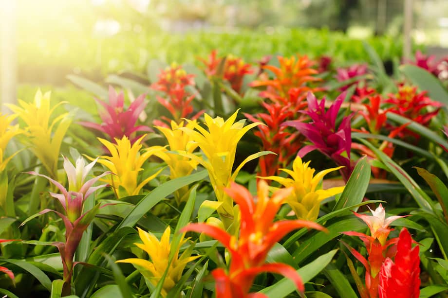 Imagen de referencia.