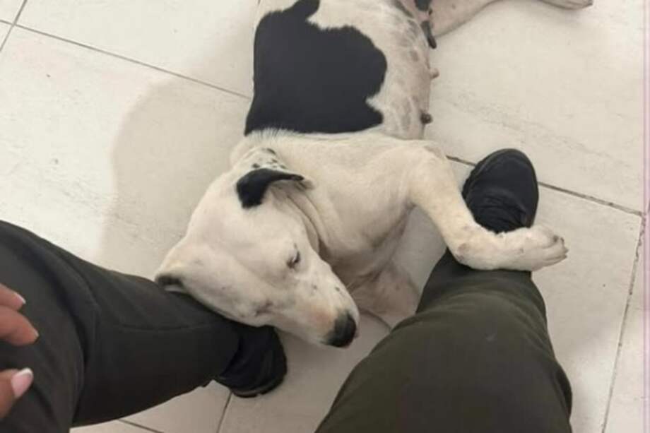 La historia de Estrellita ha conmovido en redes sociales por su vínculo con los policías.