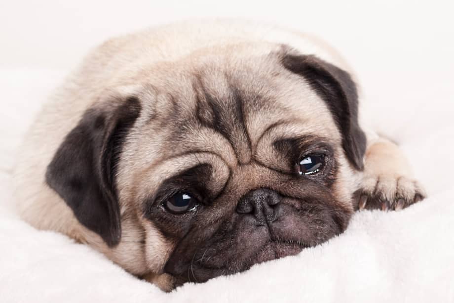 Ingerir bebidas alcohólicas puede generar problemas en el sistema nervioso central en los animales de compañía.