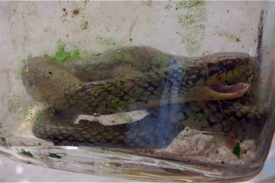 Los médicos del hospital Sao Luiz fotografiaron la serpiente para identificarla.