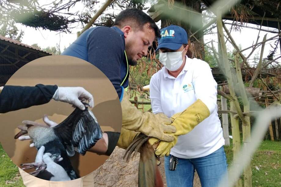 A dos patos silvestres, conocidos como pisingos, les fueron mutiladas sus alas para evitar que escaparan.
