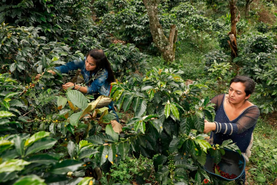 Mejorar ingresos y competencias digitales son asuntos a trabajar por ONU Mujeres.