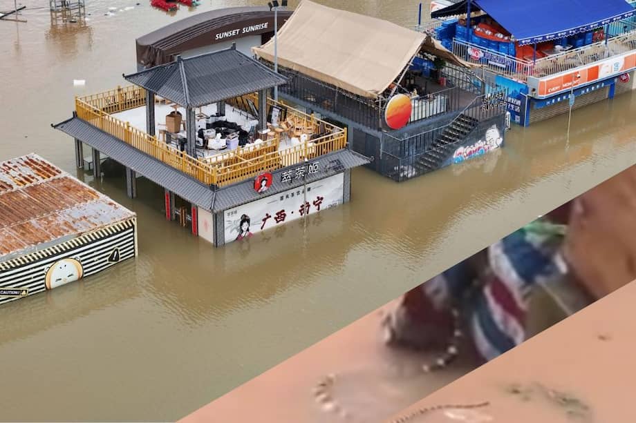 Serpientes, algunas altamente venenosas, avistadas en las aguas de una inundación en el sur de China.